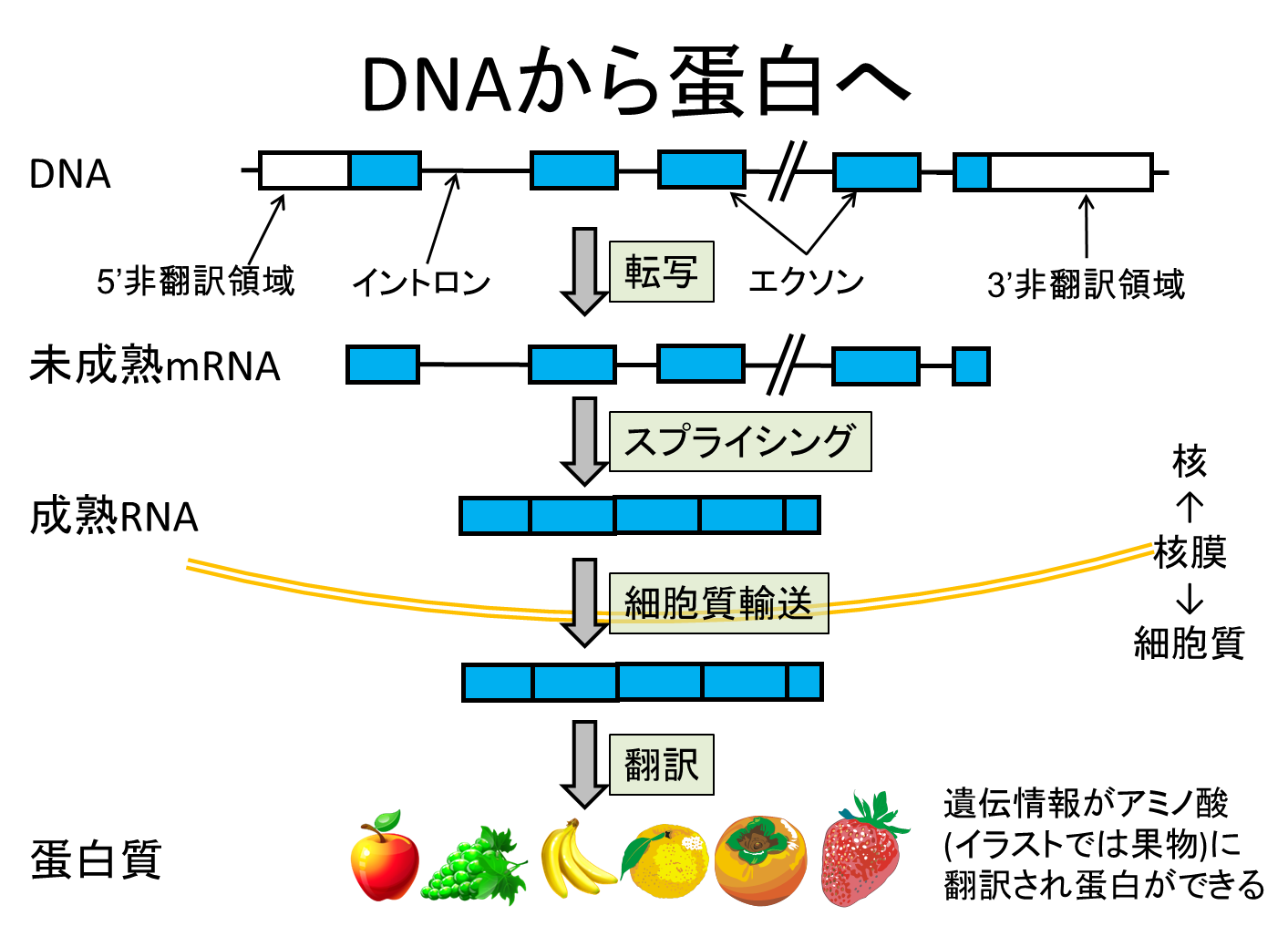 DNAから蛋白へ