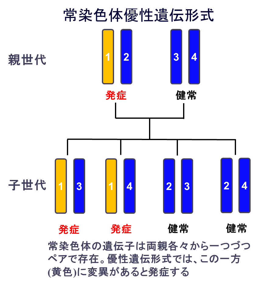 常染色体優性遺伝形式